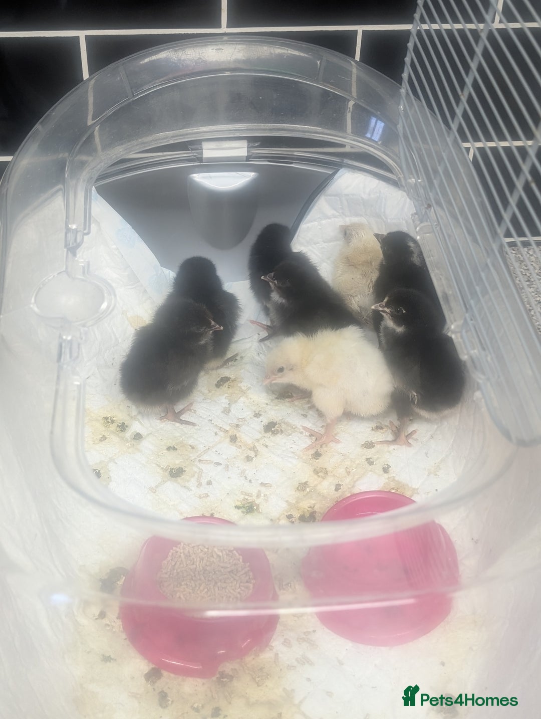 Chickens poultry for sale: Days old chicks 3/10/2025 - Image 1
