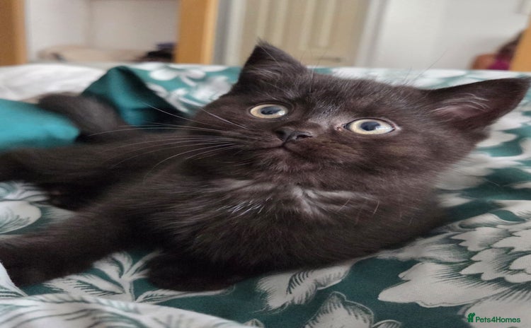 Scottish Fold cats - Advert 1