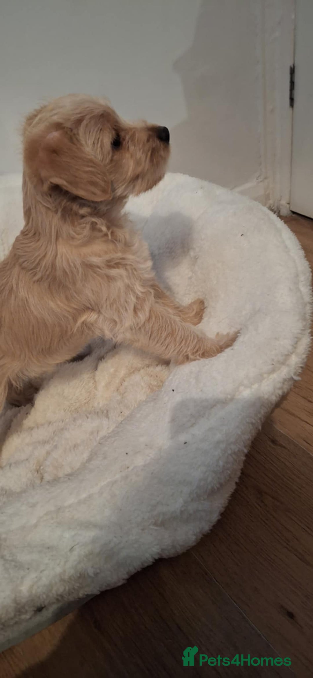 Mixed Breed dogs for sale: Poodle Cross Puppies (x2 female left) - Advert 10