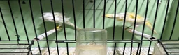 Canaries birds for sale: Beautiful Frilled Canaries – Pair with Cage - Advert 5