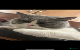 British Shorthair cats for sale: Odd eyed British shorthair male for sale  - Advert 4