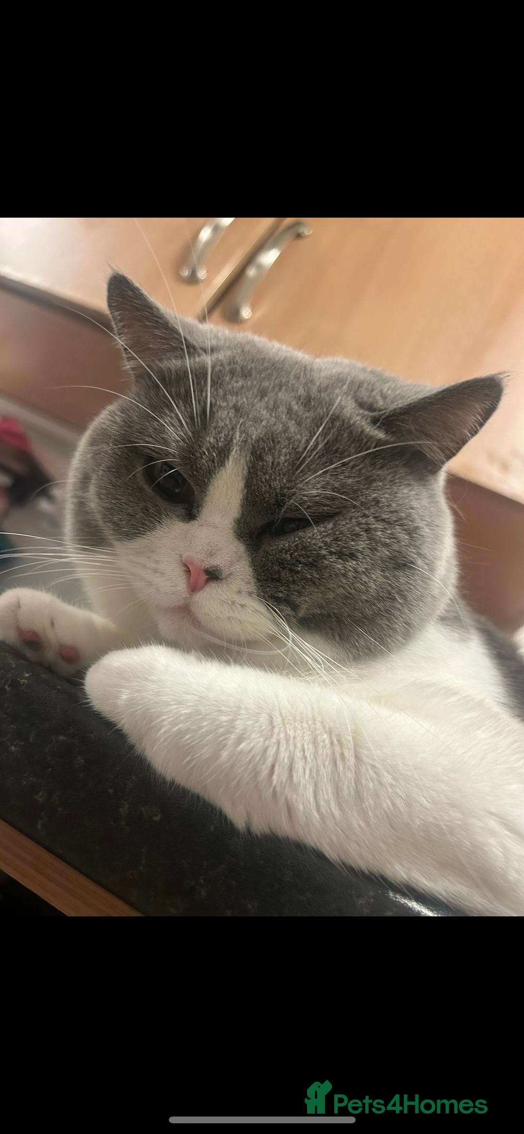 British Shorthair cats for sale: Odd eyed British shorthair male for sale  - Advert 4