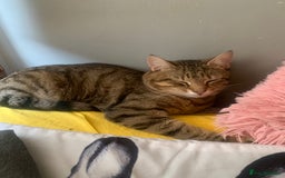 European cats for sale: Male Stefan for sell!!!! - Image 1