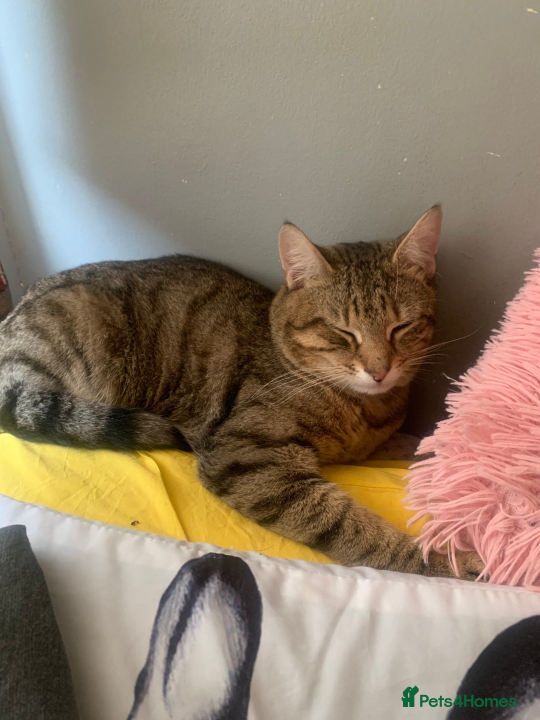 European cats for sale: Male Stefan for sell!!!! - Image 1
