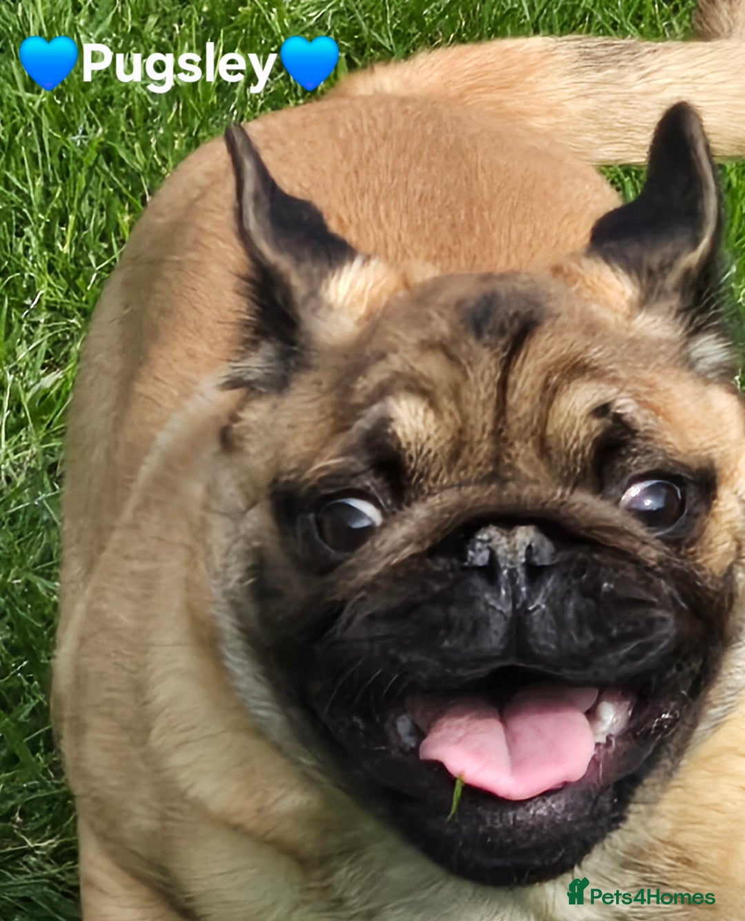 Pug dogs for sale: Stunning Apricot KC reg male pug - Image 9