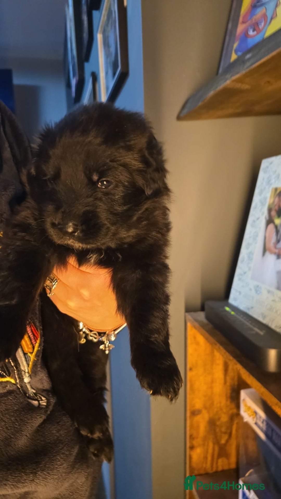 German Shepherd dogs for sale: READY TO LEAVE 3 LITTLE GSD GIRLS - Advert 20