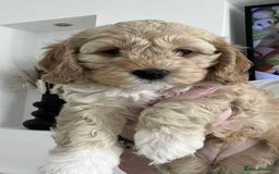 Cockapoo dogs for sale: American cockapoos  - Image 3