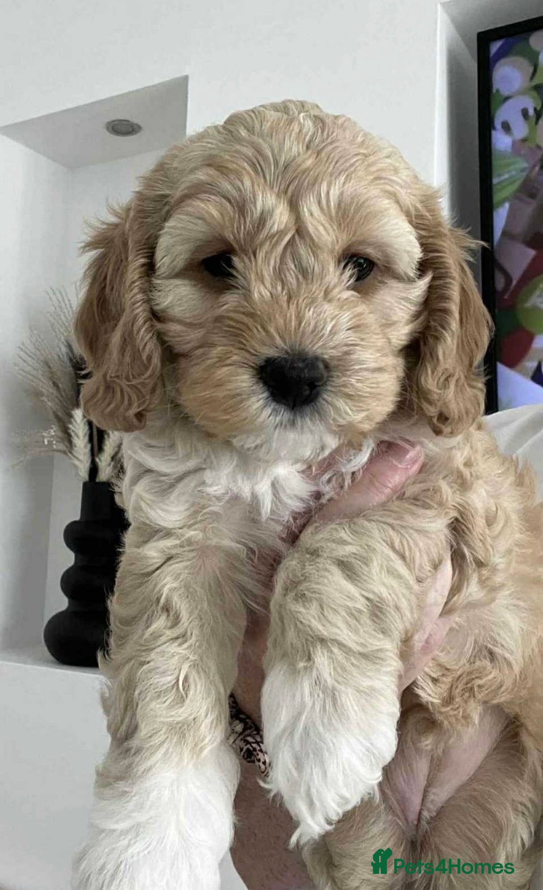 Cockapoo dogs for sale: American cockapoos  - Image 3