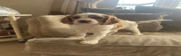 Cavapoo dogs for sale: Cavapoo puppies  - Advert 12