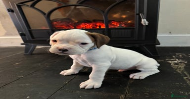 Boxer dogs - Advert 4