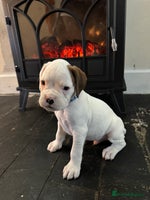 Boxer dogs - Advert 6