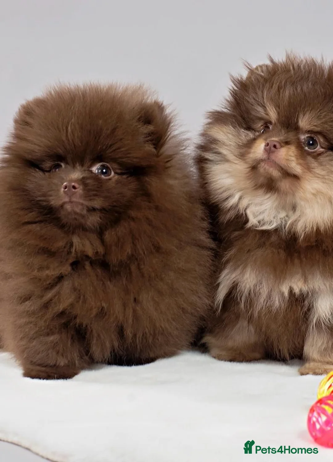Pomeranian dogs for sale: Adorable Pomeranian Puppies - Advert 1