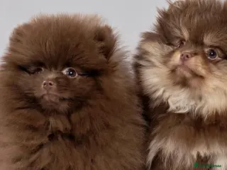 Pomeranian dogs Adorable Pomeranian Puppies - Advert 12
