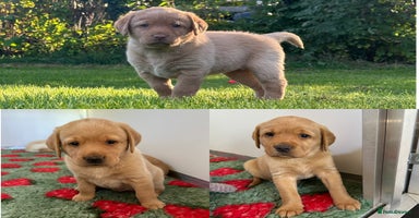 Labrador Retriever dogs - Advert 1