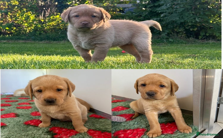 Labrador Retriever dogs - Advert 1