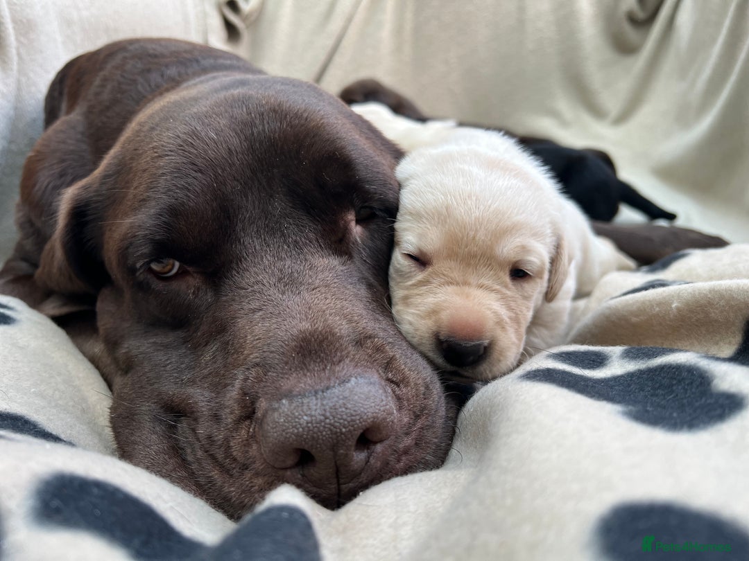 Labrador Retriever dogs for sale: Bailey May - Image 2