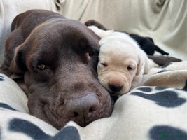 Labrador Retriever dogs - Advert 1