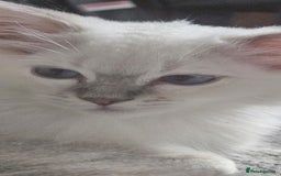 Ragdoll cats for sale: Lilac lynx ragdoll so special - Image 21