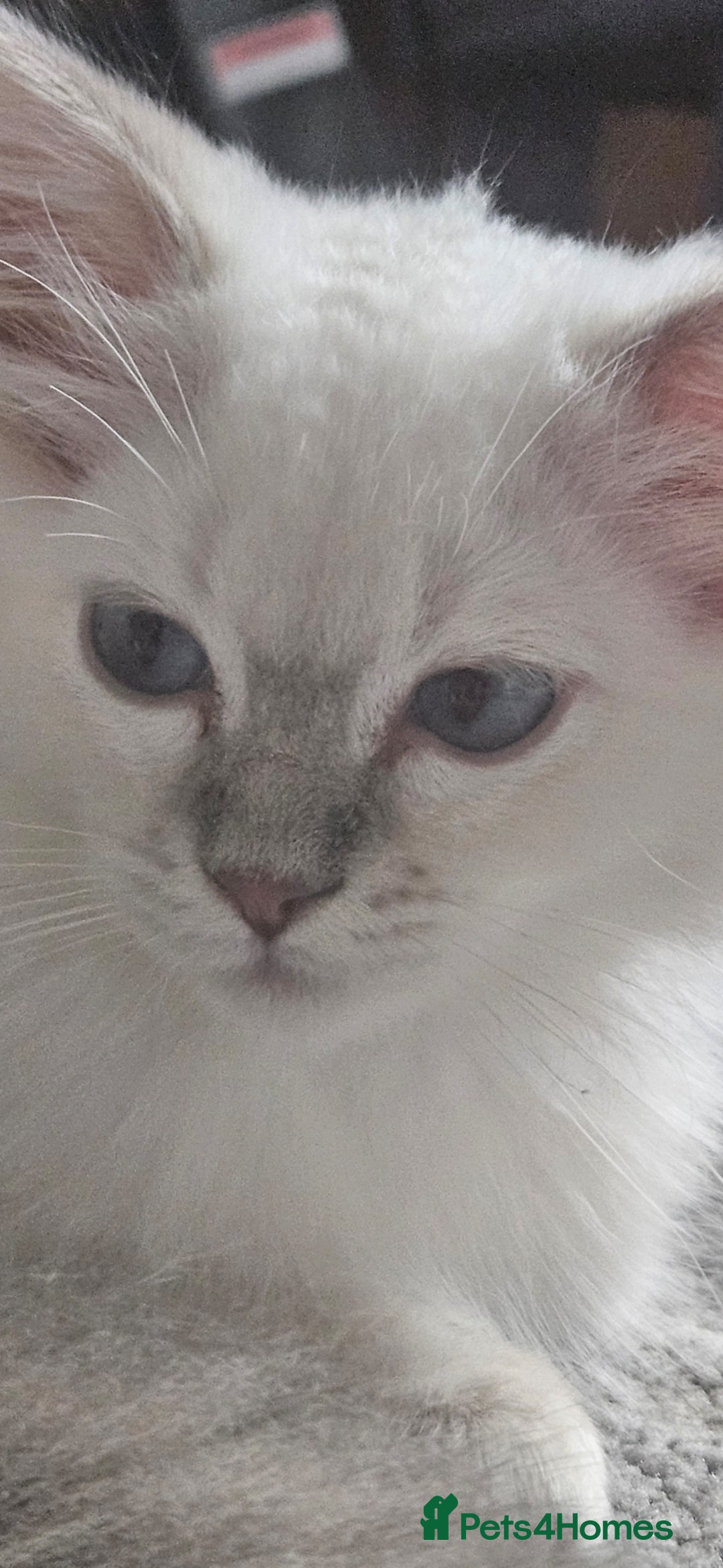 Ragdoll cats for sale: Lilac lynx ragdoll so special - Image 21