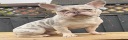 French Bulldog dogs for stud: LILAC AND TAN MERLE FRENCH BULLDOG STUD in Sunderland - Advert 5
