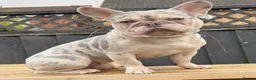 French Bulldog dogs for stud: LILAC AND TAN MERLE FRENCH BULLDOG STUD in Sunderland - Advert 5
