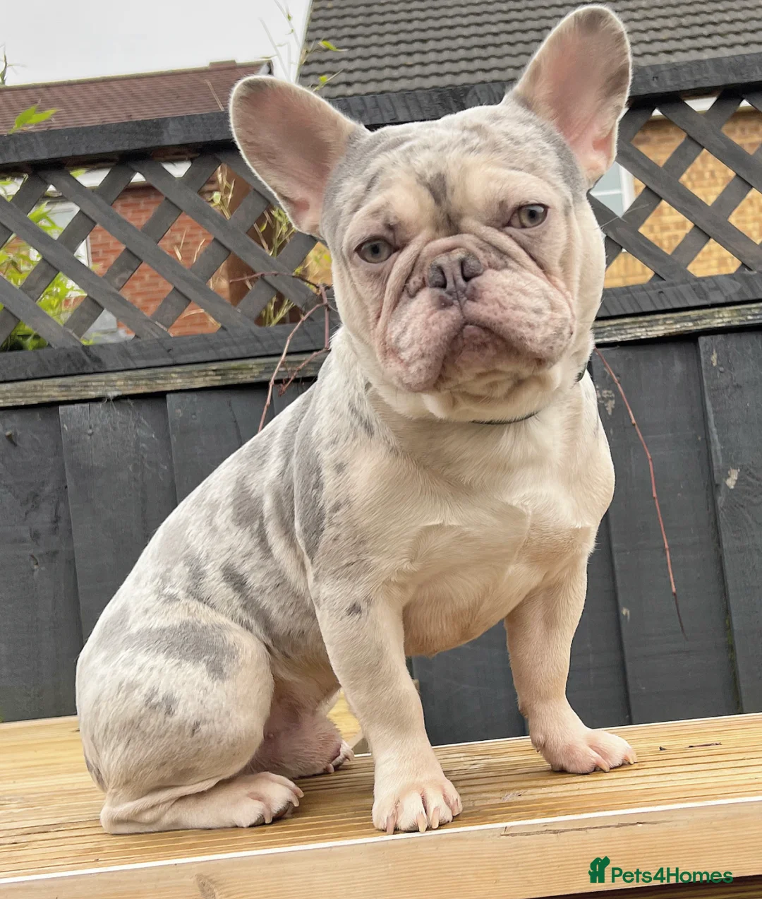 French Bulldog dogs for stud: LILAC AND TAN MERLE FRENCH BULLDOG STUD in Sunderland - Advert 5