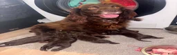 Cocker Spaniel dogs for sale: Cocker Spaniel Puppies in Coventry - Advert 2