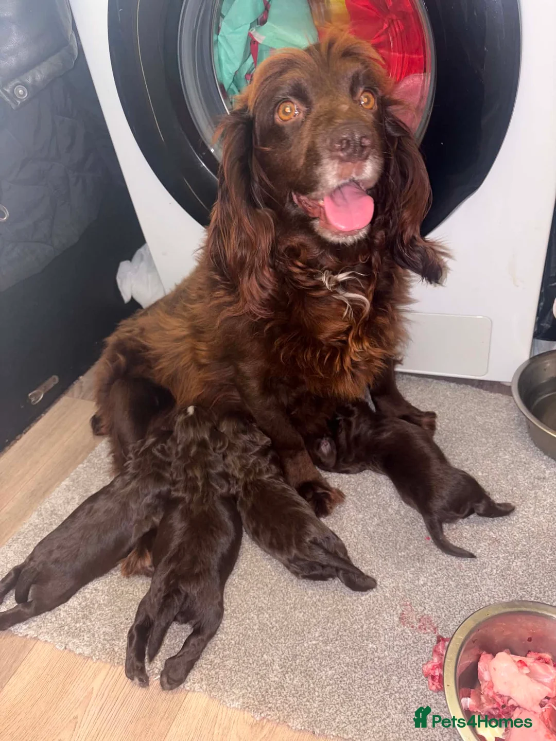 Cocker Spaniel dogs for sale: Cocker Spaniel Puppies in Coventry - Advert 2