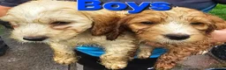 Cockapoo dogs for sale: Litter of Cocapoo puppies - Advert 4