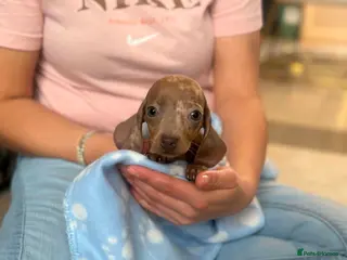 Miniature Dachshund dogs Miniature dachshund - Advert 2