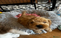 Cavapoo dogs for sale: Cavapoos  - Image 3