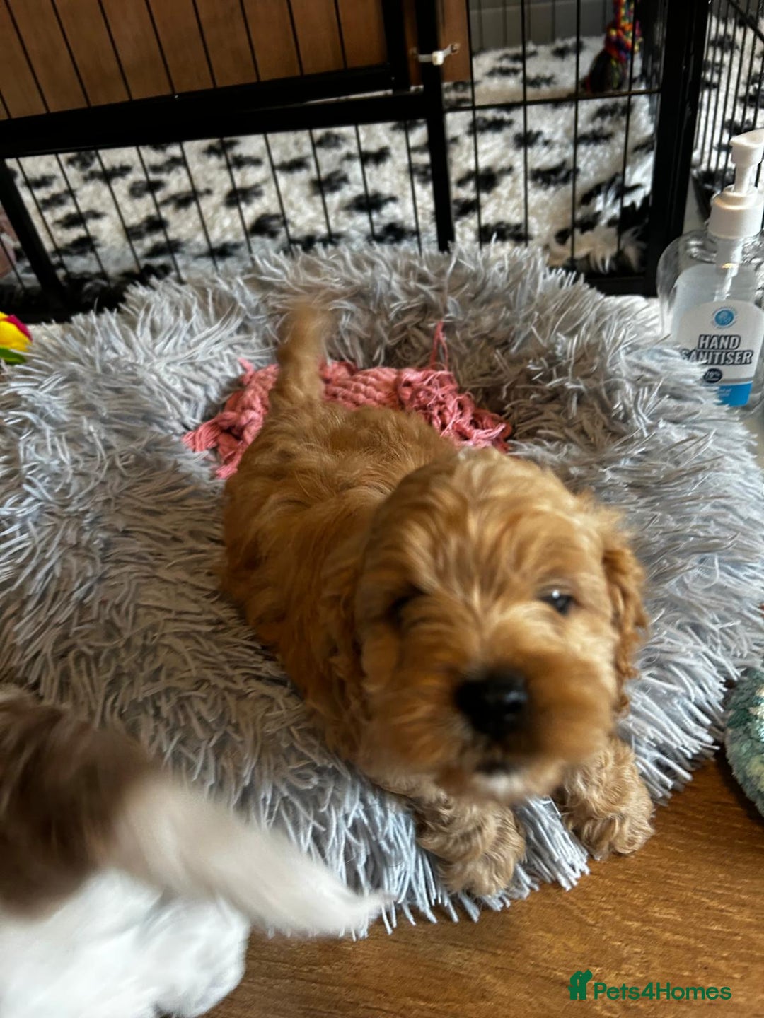 Cavapoo dogs for sale: Cavapoos  - Image 3