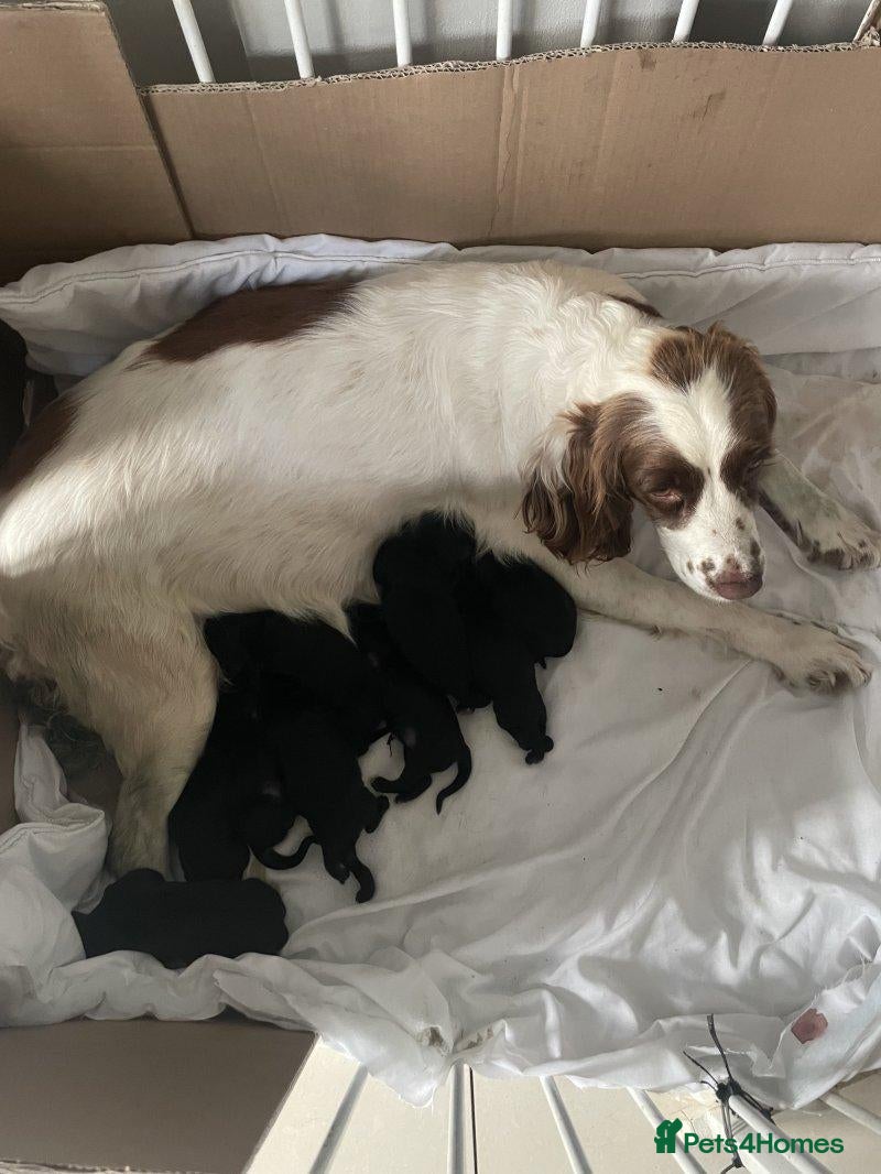 Sprocker dogs Gorgeous Sprocker Puppies Ready for loving Homes - Advert 1