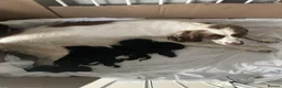 Sprocker dogs for sale: Gorgeous Sprocker Puppies Ready for loving Homes in Hull - Advert 1