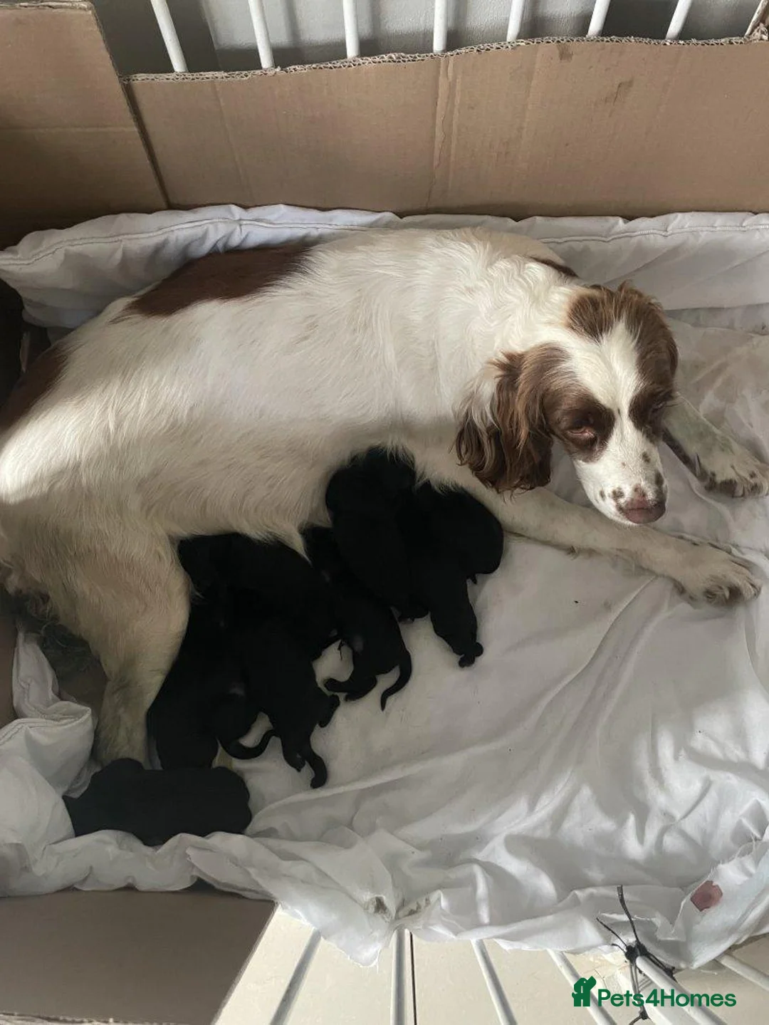 Sprocker dogs for sale: Gorgeous Sprocker Puppies Ready for loving Homes in Hull - Advert 1