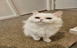Persian cats for sale: 3 beautiful persian cross shorthair kittens  - Image 1