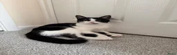 British Shorthair cats for sale: Female Cat in Leicester - Advert 1