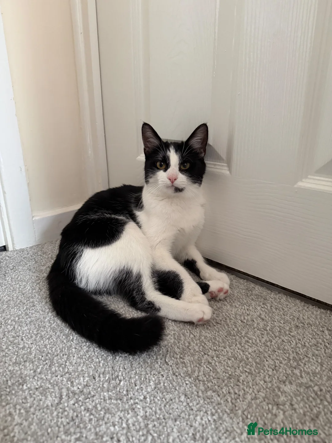 British Shorthair cats for sale: Female Cat in Leicester - Advert 1