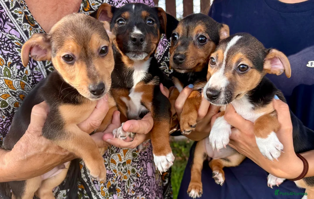 Jack Russell dogs for sale: Jack Russell Puppies - Advert 2