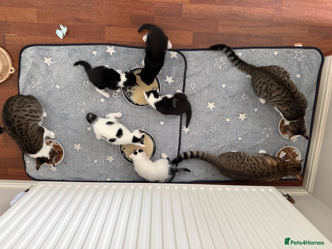 British Shorthair cats for sale: Kittens for sale - Image 21