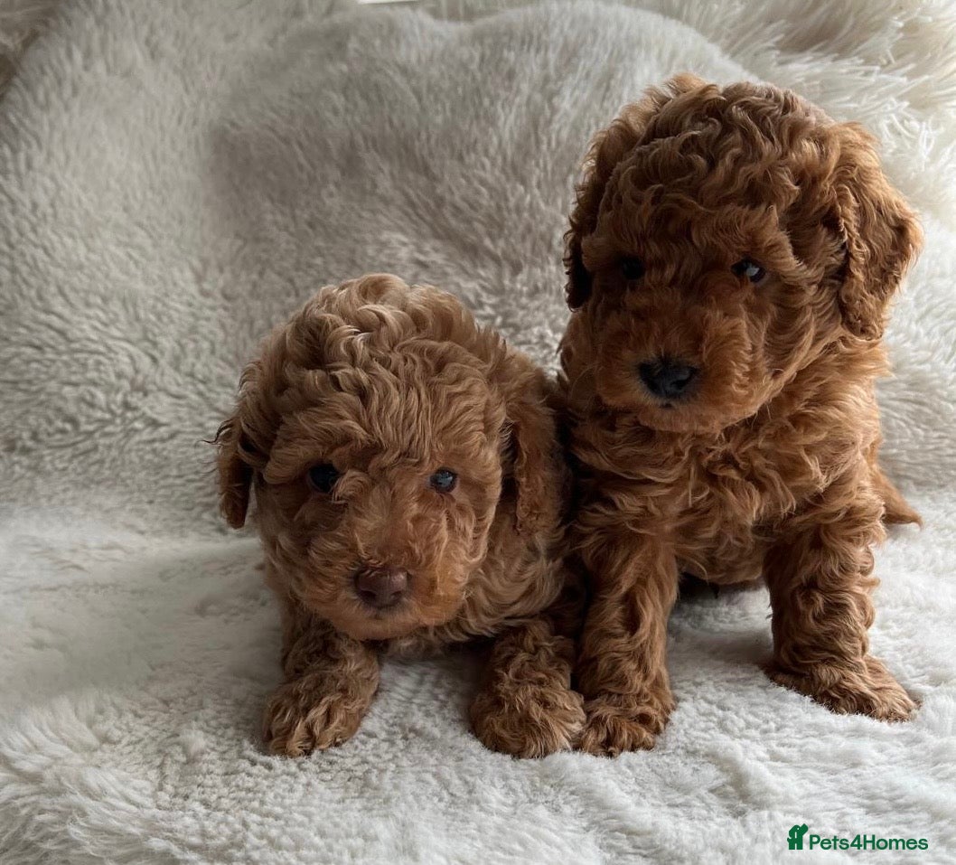 Toy Poodle dogs Adorable Toy poodle pups  - Advert 1