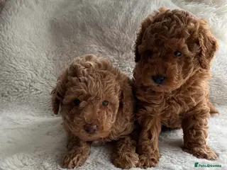 Toy Poodle dogs Adorable Toy poodle pups - Advert 1