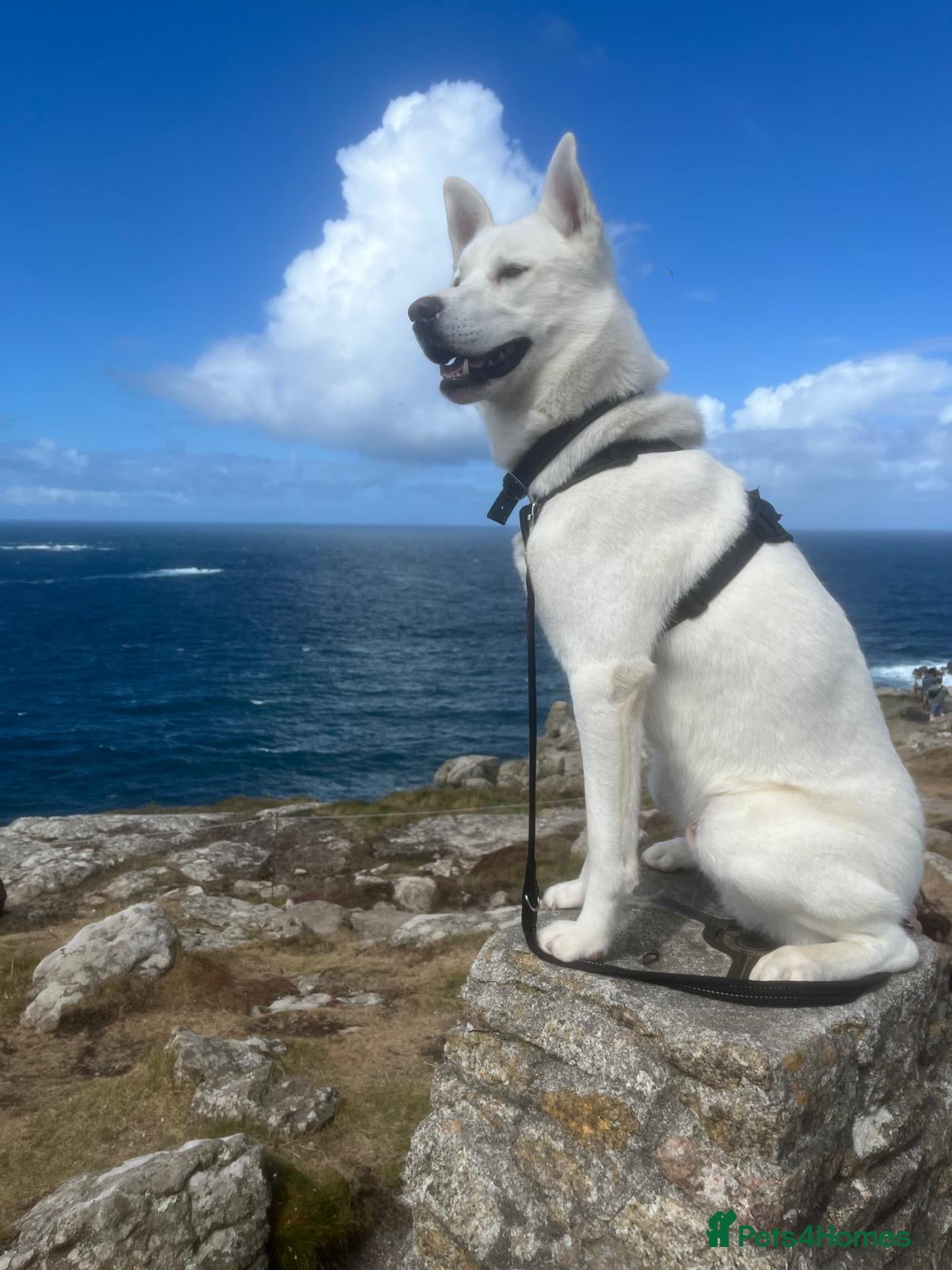 Siberian Husky dogs White husky stud - Advert 11