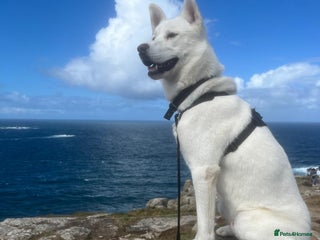 Siberian Husky dogs White husky stud - Advert 11