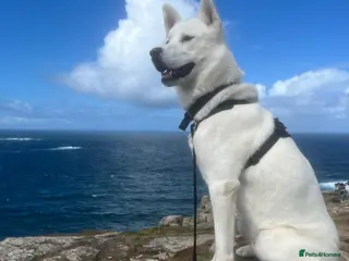 Siberian Husky dogs White husky stud - Advert 4