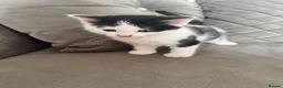Maine Coon cats for sale: 1/4 Maine coon kittens - Advert 5