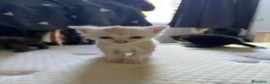 Mixed Breed Kitten 2
