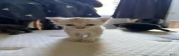Mixed Breed cats for sale: Adorable Kittens  - Advert 5