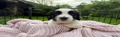 Sprocker Puppy 1