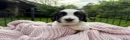 Sprocker dogs for sale: Beautiful F1 Working Line Sprocker Spaniel Puppies in Kendal - Advert 4